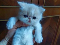 Exotic Longhair Erkek Ve Dişi Safkan Bebekler