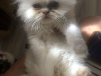 Kedimizi Sahiplenmek İster Misin