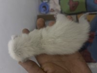 5 adet yavru kedi ve annesi verilecektir hastamız var bakamıyoruz