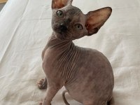 Sfenks Pink And Blue Yavrular