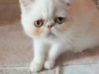 Safkan 2 Aylık Bicolor Erkek Yavru Kedimiz