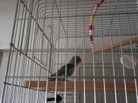 Sevda cennet papağanı