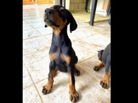 Safkan Doberman Köpeklerimiz
