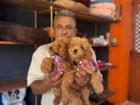 Poodle Bebeklerimiz İçin Acele Edin