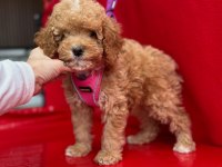 Dark Toy Poodle