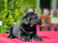 Siyah Labrador Yavru