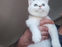 British Shorthair Kedisi Yavruları