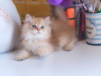 Safkan Şecereli Golden British Longhair Yavrular