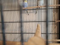 Yerli Ve Rainbow Muhabbet Kuşu Yavrular Ve Anaçlar