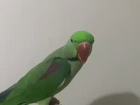 Alexander papağanı 12 aylık