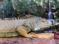 Yetişkin uysal ele omuza gelir iguanalar