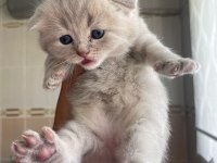 British ve scottish fold yavru kediler