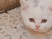 Yavrularımız Yeni Yuvalarına Gitmeyi Bekliyorlar