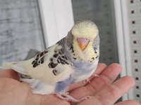 Renk güzeli erkek bebek muhabbet kuşumuz