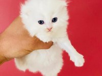 Beyaz british longhair pamuk prenseslerim