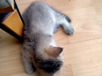 6 Haftalık British Shorthair Yavrular