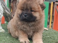 Çin Aslanı Bebekler