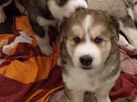 40 Günlük Husky Yavruları
