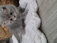1 Aylık British Shorthair Yavrular