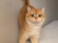 British golden kedi