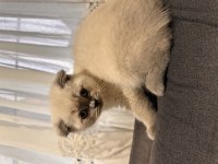 Scottish Fold Blue Point Erkek 65 Günlük