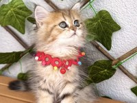 Dişi Golden British Pofuduğum Uygun