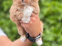 Mikro maltipoo bebekler