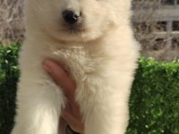 Irk garantili samoyed yavrularımız