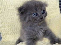 Maviş 35 Günlük Saf Kan Scottish Fold Gri