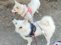 Safkan Pomeranian Spitz Yavrular