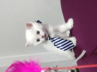 Yeni Aile Bekleyen Kediler