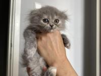 Scottish Yavrularımıza Yuva Arıyoruz