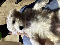 Maltese Terrier Yavru