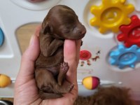 Orijinal Kore Tea Cup Poodle Yavrular