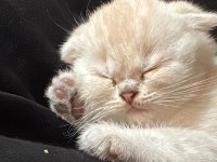 Prenses Kedimiz Yeni Yuvasını Arıyor!