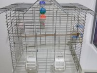 Yeni Yeme Düşen Papağan Yavruları