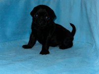 30 günlük siyah pug yavruları rezerve açık