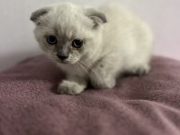 Scottish Fold Blue Point Bebekler
