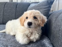 Apartmanda yaşadığımız için köpeğimizi diğer sakinler istemiyor