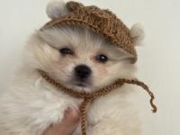 2 aylık pomeranian yavru