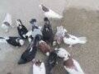 Balıkesir Burhaniye Bende Satılık Hepsi Toplam 12 Adet Saya Kelebek Güvercinler Var Elimde