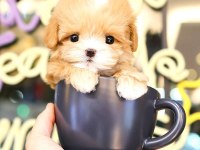 Maltipoo Bebek Köpeklerim Ücretsiz Değildir