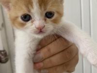 Yavru Lokum Gibi Kediler