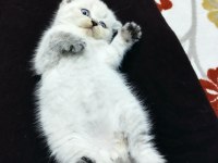Dişi Scottish Fold Kedim Blue Point