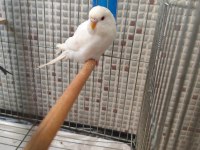 Muhabbet Kuşu Yavrularımız