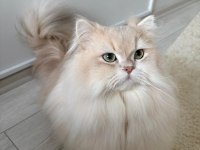 Şecereli Blue Golden Shaded (Ay12) Kedime Eş Arıyoruz