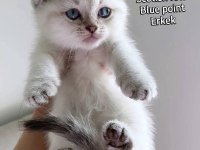 Scottish Fold Ve Scottish Straight