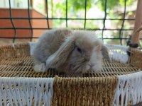 Hollanda Teddy Lop Tavşan Yavrular
