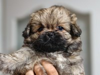 Safkan karneli pekinez yavrumuz