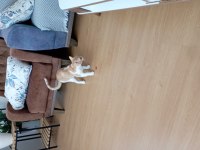 Ücretsiz Sahiplendirme Kedimiz